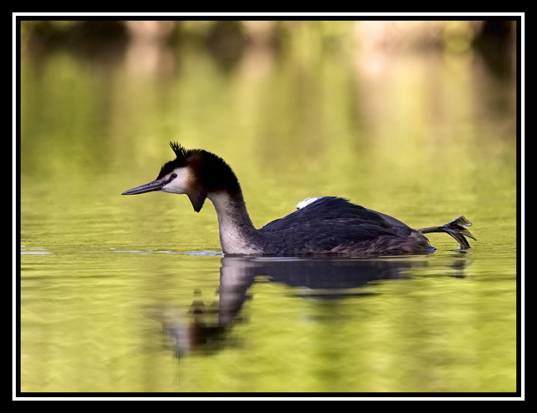 etirement grebe-border 